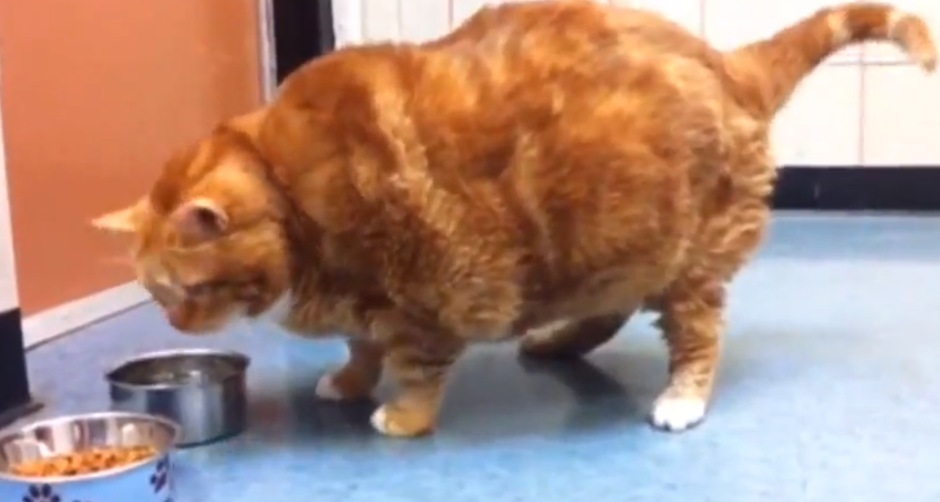 Nytt, Hem, skinny the cat